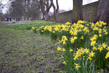 Obraz premium Beautiful landscape of the Kirkstall Abbey ruins, Leeds, England; taken in a rainy day of 2 April 2018.