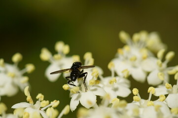 A small dragonfly collects pollen from white flowers. Insects in nature.