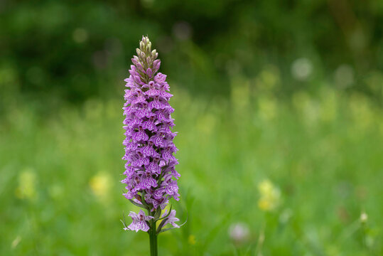 Orchid - Heath Spotted Orchid