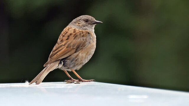 Heckenbraunelle, Prunella modularis, Braunelle, Singvogel, Vogel, Vogelstimme, Vogelgesang, Tier, Natur, wild lebende Tiere, heimischer Vogel,  