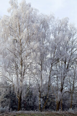 deciduous trees after snowfall