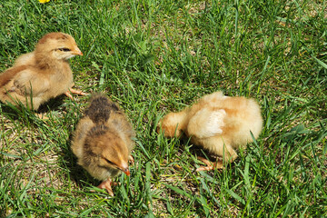 Three chicken chicks, two weeks old. Small brown and yellow chickens walk, peck at grass