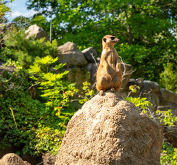The meerkat is sitting on a stone.