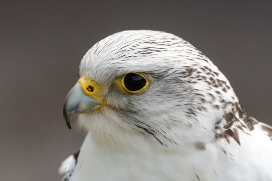 Wei&szlig;er Gerfalke