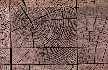 large number of dyed trees