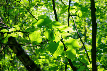 young leaves on a tree branch in the forest