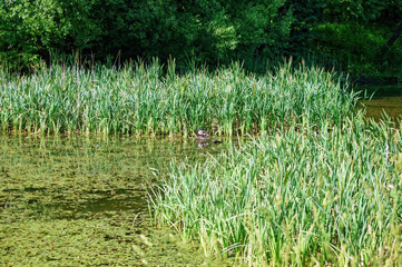 a family of ducks swim in a small pond