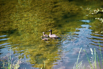 a family of ducks swim in a small pond