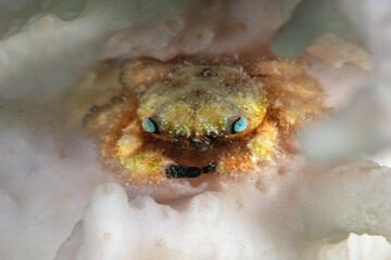 Tiny critter - Furry Coral crab (Cymo melanodactylus).
Underwater world of coral reef near Makadi...