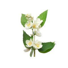 Obraz premium Jasmine white flower isolated on white background