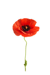 Bright red poppy flower isolated on white background.