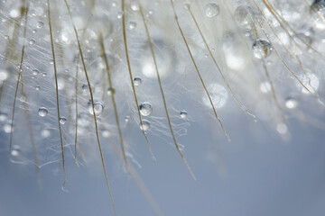 Beautiful dew drops on a dandelion seed. Beautiful soft background. Macro photography.