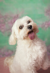 Pet Portrait - Maltés