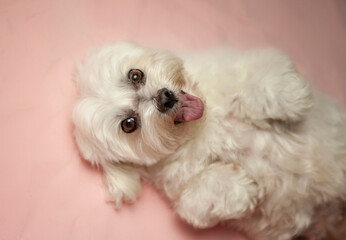 Pet Portrait - Maltés