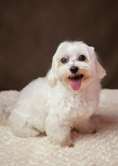 Pet Portrait - Maltés