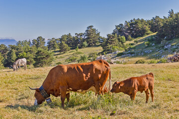 Fototapeta na wymiar troupeau de vaches sur le Mont Ventoux