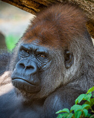 An animal portrait of a gorilla in captivity.