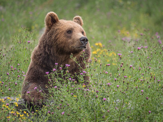 Ours brun dans la végétation en fleurs