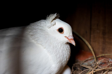 A white pigeon hatching its egg in the nest inside of the wooden loft