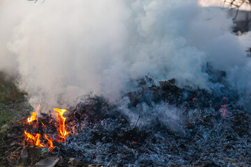 Dry leaves burn and smoke large. Smoldering bonfire.