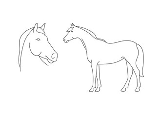 Fototapeta na wymiar Vector linear illustration farm animal - horse isolated in white background.