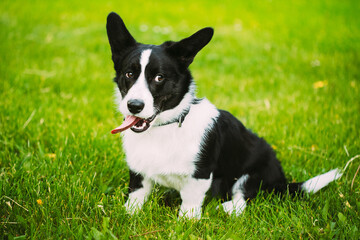 Funny Cardigan Welsh Corgi Dog Playing In Green Summer Meadow Grass. Welsh Corgi Is A Small Type Of...