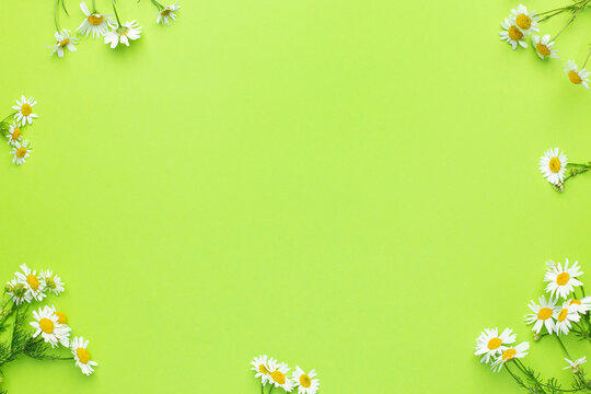 Daisy camomile flowers on green background with copy space