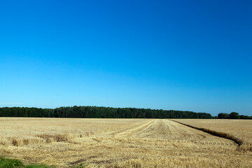 Obraz premium agricultural fields with wheat or rye