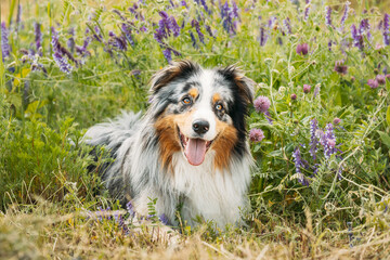Funny Red And White Australian Shepherd Dog Resting In Green Grass With Purple Blooming Flowers. Aussie Is A Medium-sized Breed Of Dog That Was Developed On Ranches In The Western United States