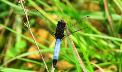Orthetrum triangulare or blue-tailed forest hawk.dragonfly resting on a branch.