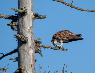 An Osprey (Pandion haliaetus) with a fish in the Cairngorms National Park, Scotland, UK