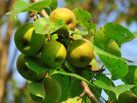 Asian pears on the tree. pear fruits.