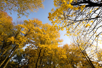 autumn landscape with tall trees