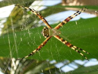 spider closeup