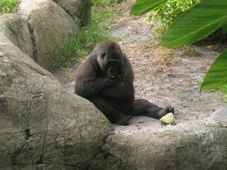 gorilla