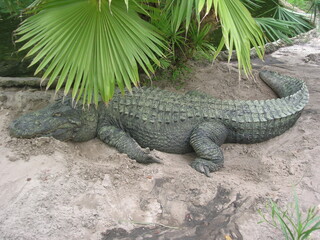alligator basking