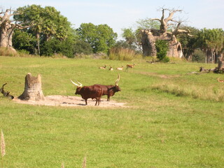Grazing African Cattle