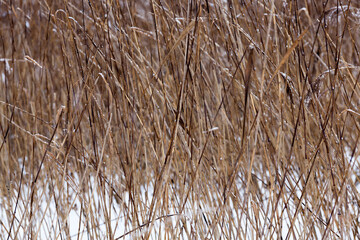 Fototapeta premium Snow drifts in winter