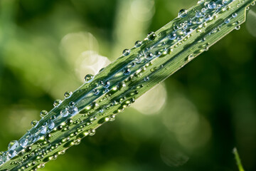 glitzernde Wassertropfen auf einem Blatt