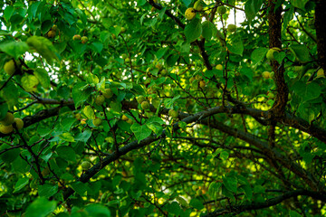 Абрикосы ,персики, акация, зелень