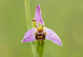 Bienenragwurz - heimische Orchideen 