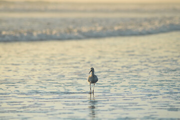 Bird at beach