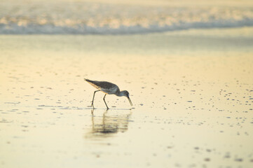 Bird at beach