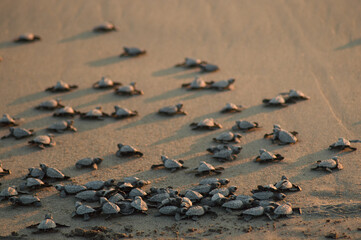 Newborn marine turtles