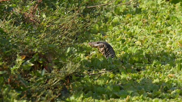 Varanus salvator or water moniter living in the pond he finding food breakfast meal. 