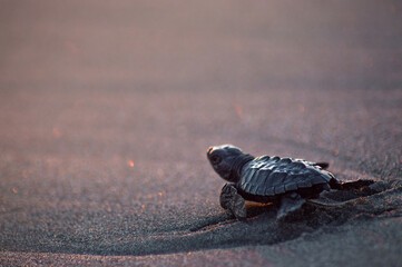 Marine turtle at sunset