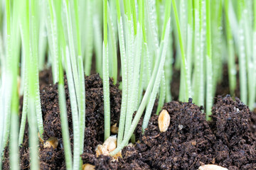 sprouted green young grass