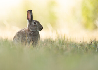 Kaninchen  / Wildkaninchen Oryctolagus cuniculus © Fabian