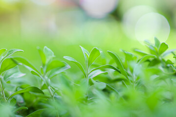 Natural green leaves plants using as spring background cover page environment ecology or greenery wallpaper.Nature of green leaf in garden at summer