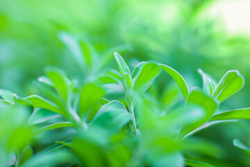 Natural green leaves plants using as spring background cover page environment ecology or greenery wallpaper.Nature of green leaf in garden at summer